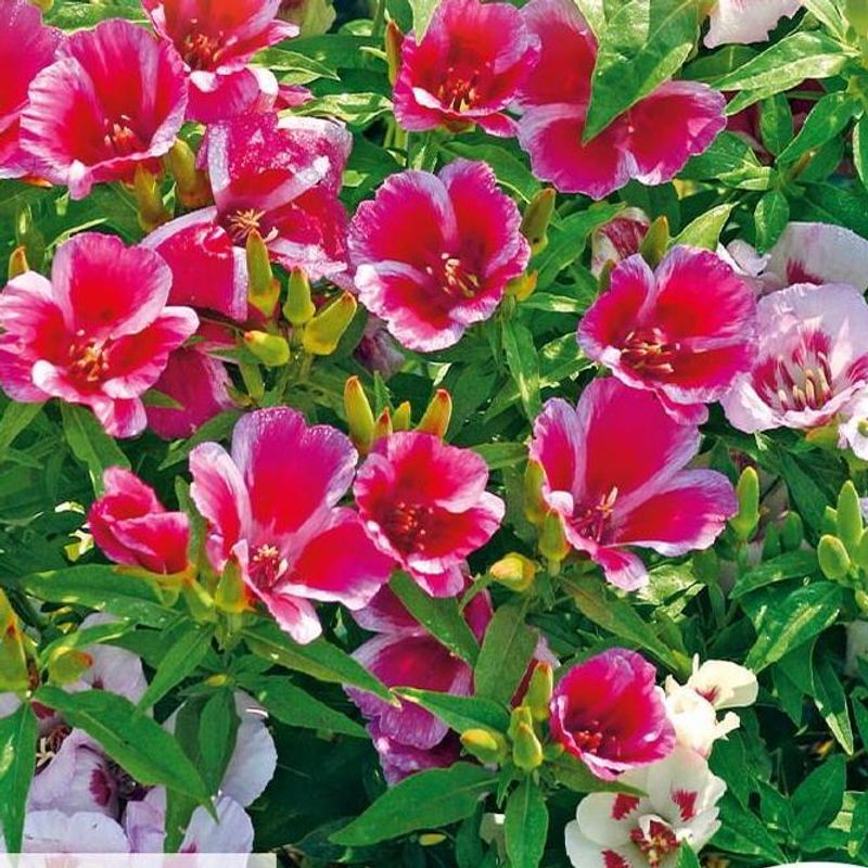 Godetia Little Frills Mix -Frø- Sommerasalia