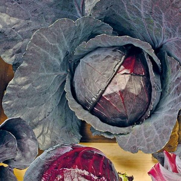 Hovedbilde Kål, rødkål -Frø-