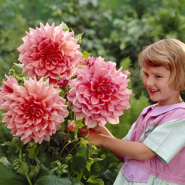 Hovedbilde Dahlia Ottos Thrill - 1 knoll