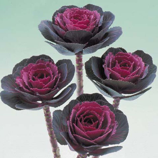 Hovedbilde Brassica Rose Crane F1-Frø- Pyntekål