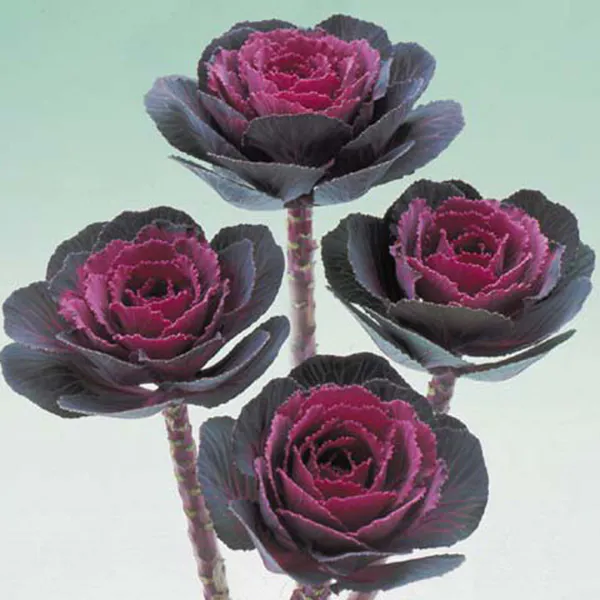 Hovedbilde Brassica Rose Crane F1-Frø- Pyntekål