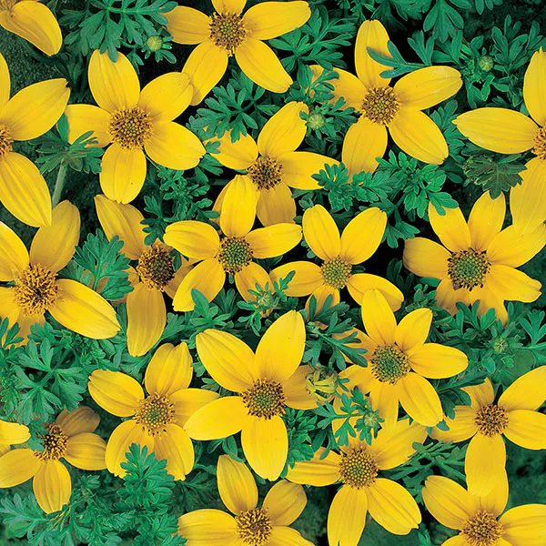 Hovedbilde Bidens humilis Golden Eye -Frø- Smalbrønsle