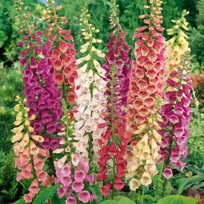 Hovedbilde Digitalis Camelot F1 -Frø- Revebjelle