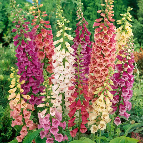 Hovedbilde Digitalis Camelot F1 -Frø- Revebjelle