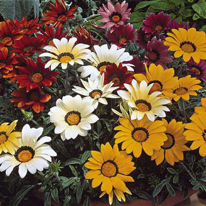 Hovedbilde Gazania rigens Frosty Kiss Mix. F1 -Frø- ...