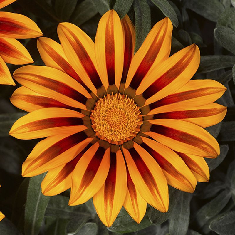 Gazania rigens Frosty Kiss Orange Flame F1 -Frø- Påfuglblomst