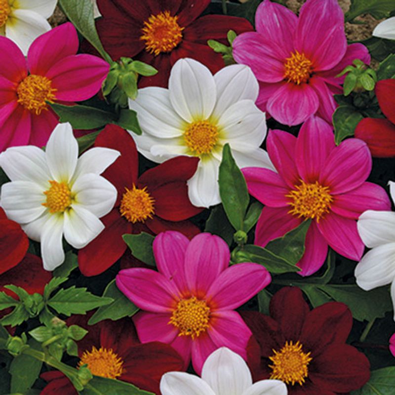 Dahlia Mardi Gras Mix -Frø- Sommergeorgine