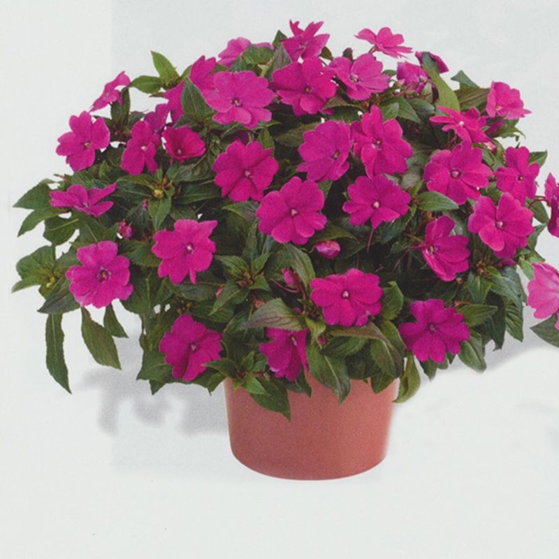 Impatiens walleriana Beacon Violet Shades -Frø- Flittiglise