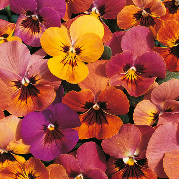 Hovedbilde Viola  Amber Jewel Mix -Frø- Stemor