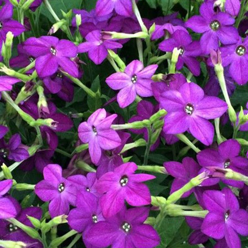 Nicotiana Perfume Deep Purple F1 -Frø- Prydtobakk