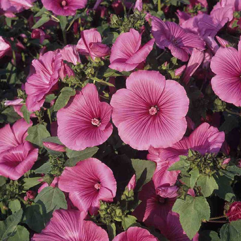 Lavatera Ruby Regis -Frø- Hagepoppelrose
