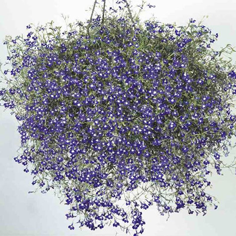 Lobelia pendula Saphir -Frø-