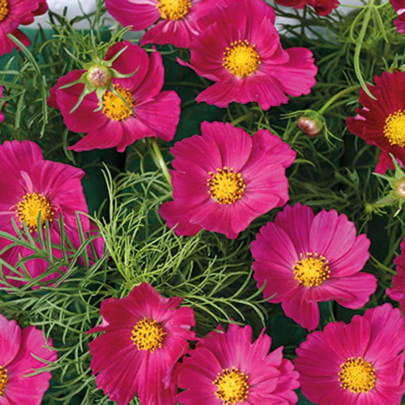 Cosmos Hot Pink - Frø - Pyntekorg