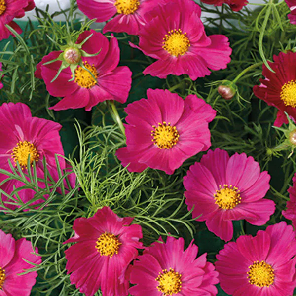 Hovedbilde Cosmos Hot Pink - Frø - Pyntekorg