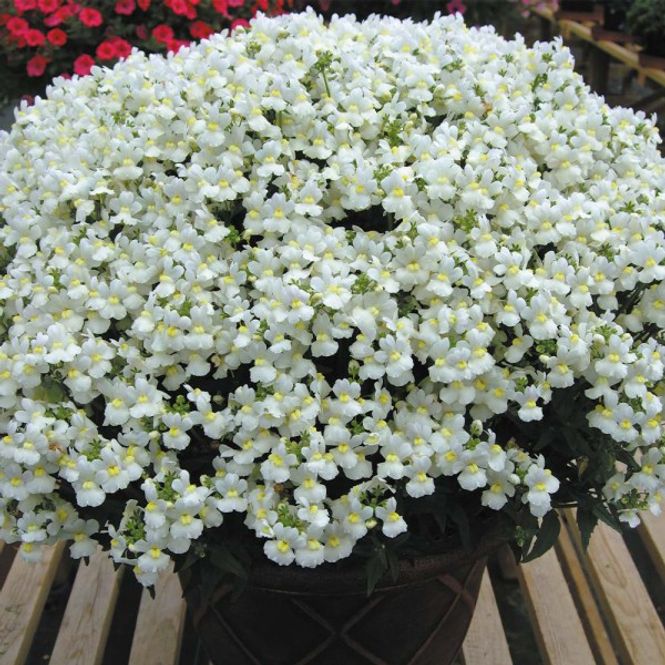 Hovedbilde Nemesia foetans Seventh Heaven White -Frø-