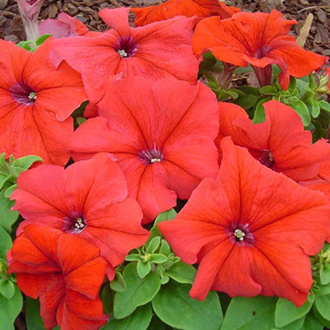 Hovedbilde Petunia  Limbo Red  F1 -Frø-