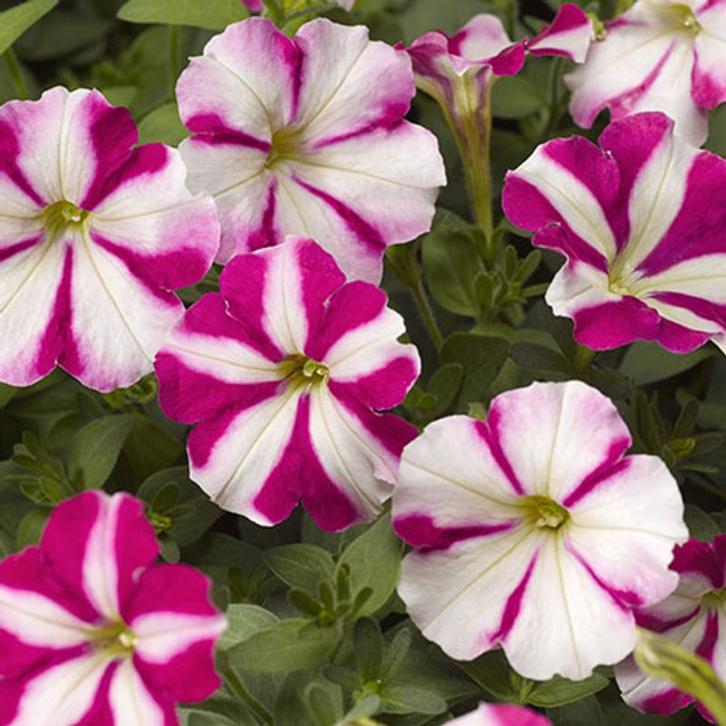 Petunia Picobella Rose Star F1 -Frø-