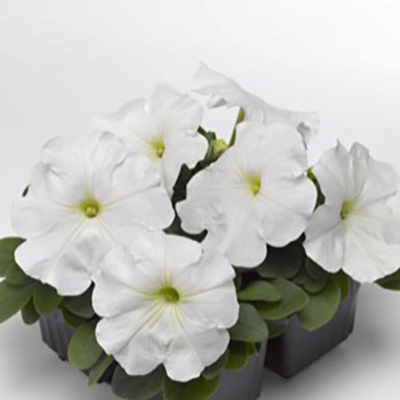 Petunia Damask White F1 -Frø-