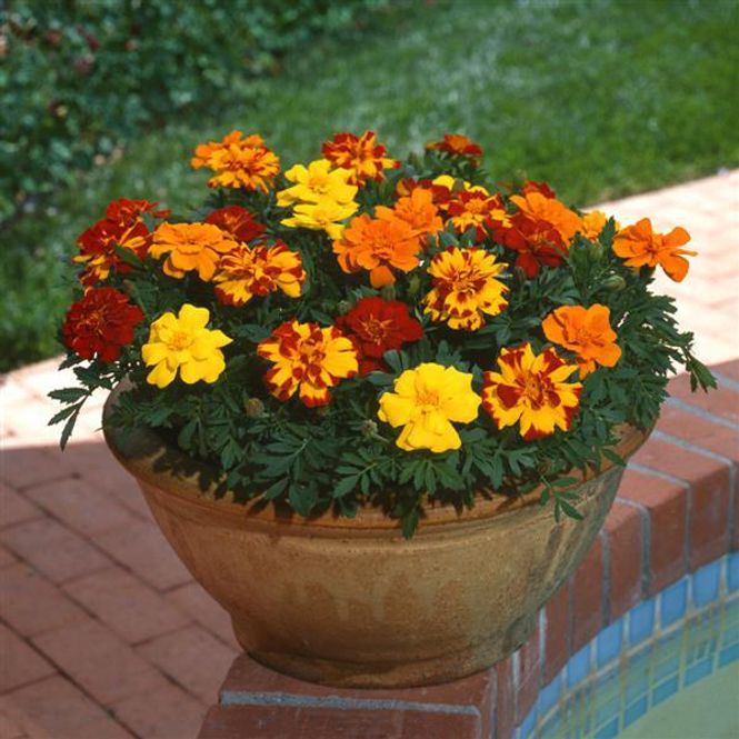 Hovedbilde Tagetes Durango Mix -Frø- Fløyelsblomst