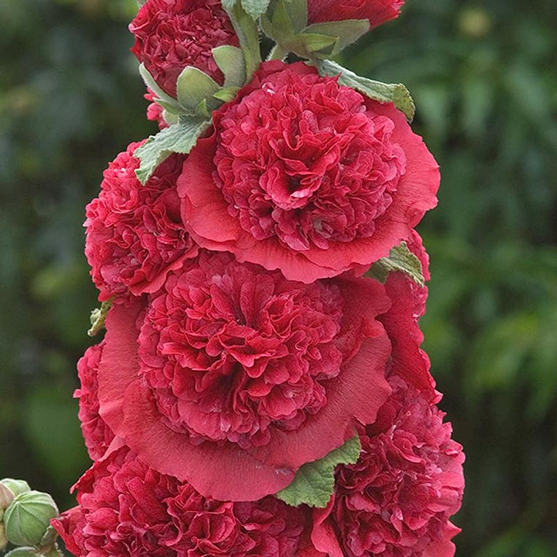 Alcea rosea O Hara -Frø- Stokkrose