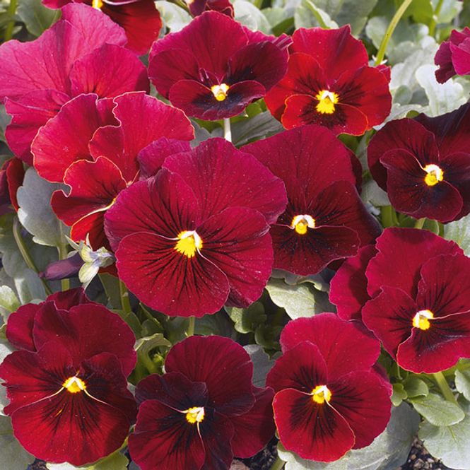 Hovedbilde Viola cornuta Penny Red Blotch F1 -Frø- Stemor