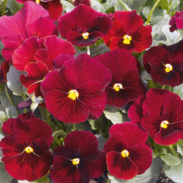 Hovedbilde Viola cornuta Penny Red Blotch F1 -Frø- Stemor