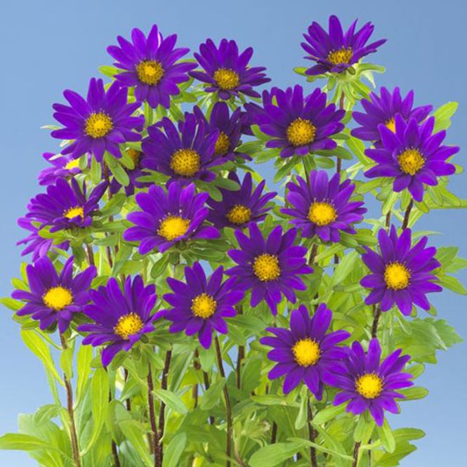 Hovedbilde Aster chinensis Palette Deep Blue -Frø-
