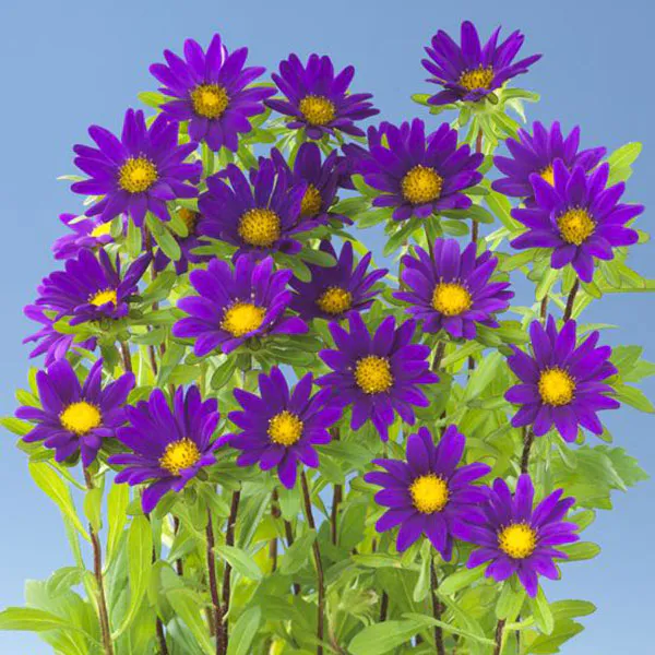 Hovedbilde Aster chinensis Palette Deep Blue -Frø-