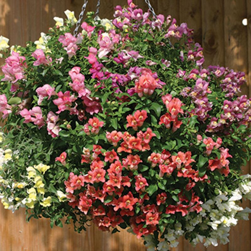 Antirrhinum Magic Lanterns - Frø - Løvemunn, hengende 
