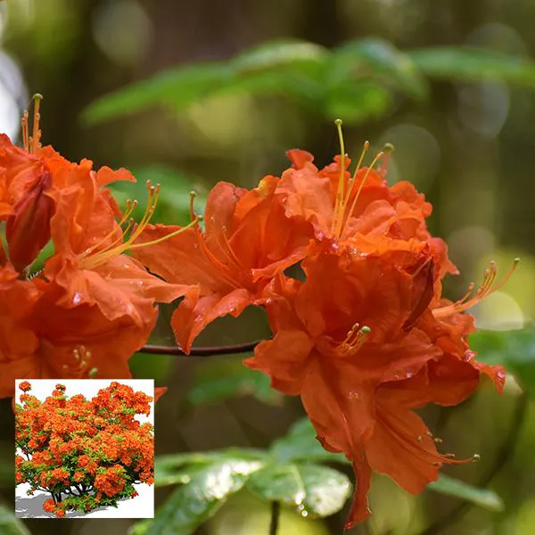 Hovedbilde Azalea japonica, oransje blomster. 1 plante i 9 ...