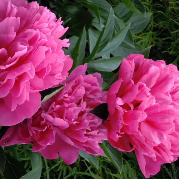 Hovedbilde Paeonia lactiflora double Red Sarah Bernhardt. ...