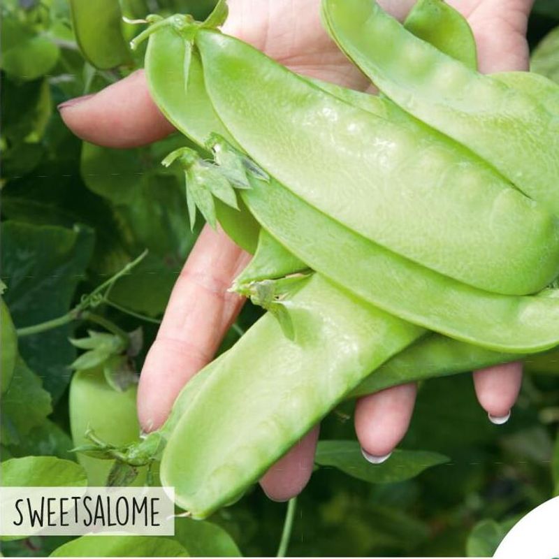 Sukkerert Sweetsalome Giant -Frø-