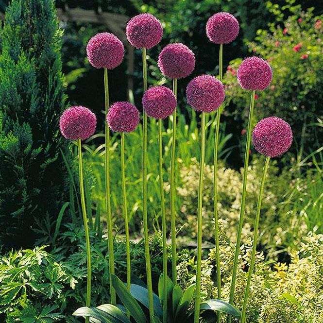 Hovedbilde Allium Giganteum - 1 løk 