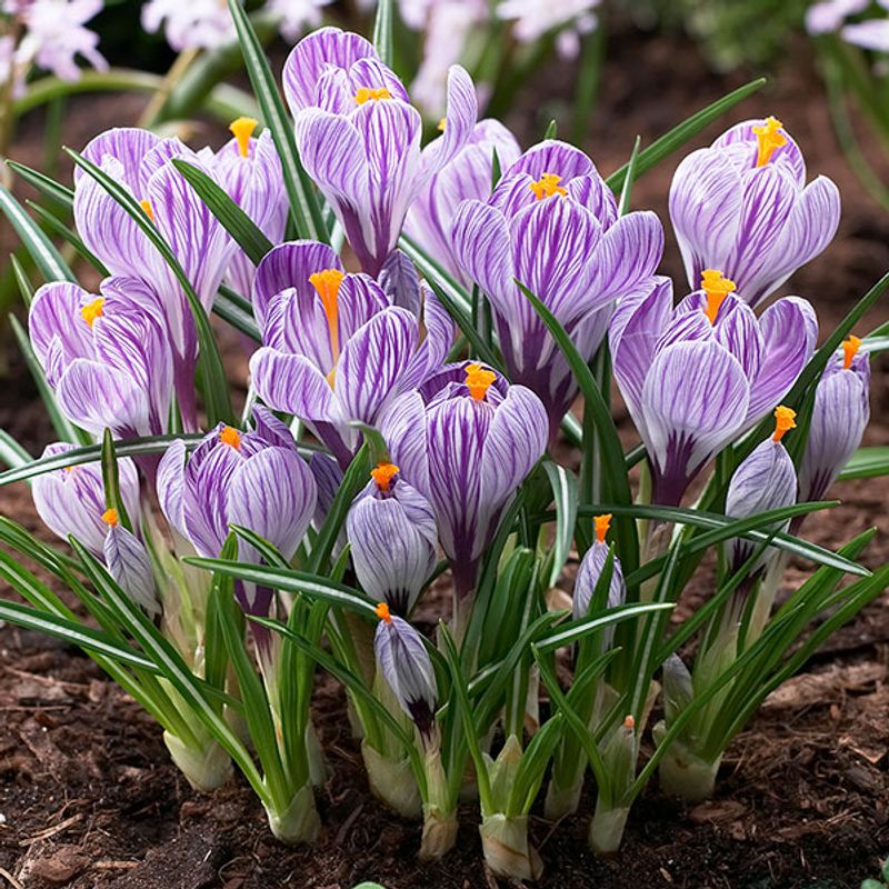 Krokus Pickwick - 12 knoller