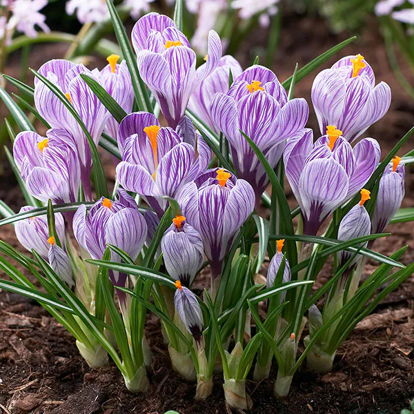 Hovedbilde Krokus Pickwick - 12 knoller