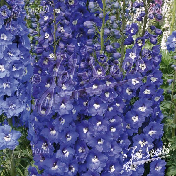 Hovedbilde Delphinium elatum F1 Royal Aspirations - Frø -   ...