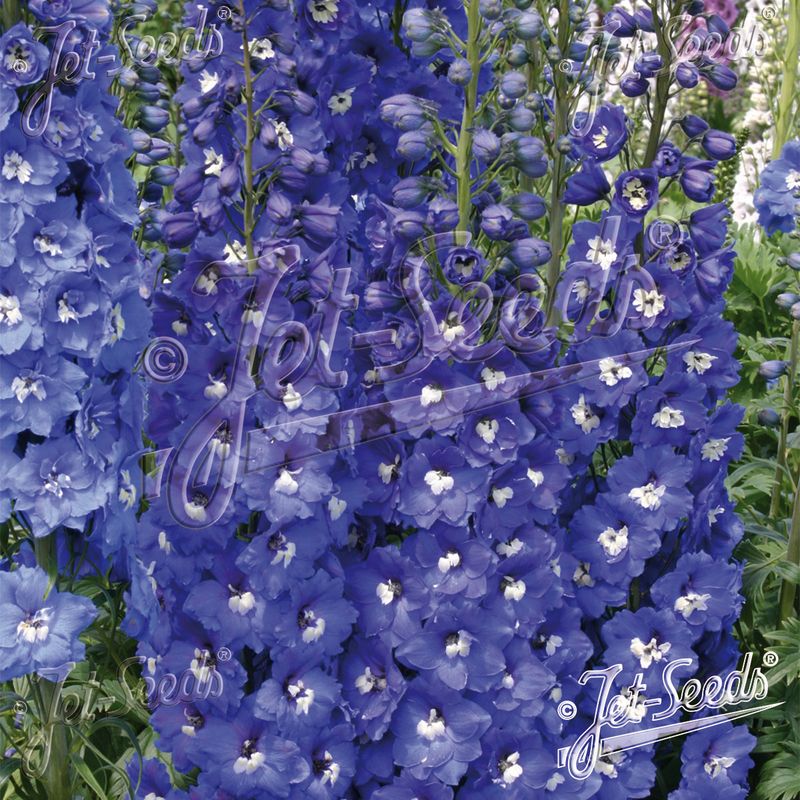 Delphinium elatum F1 Royal Aspirations - Frø -   Ridderspore