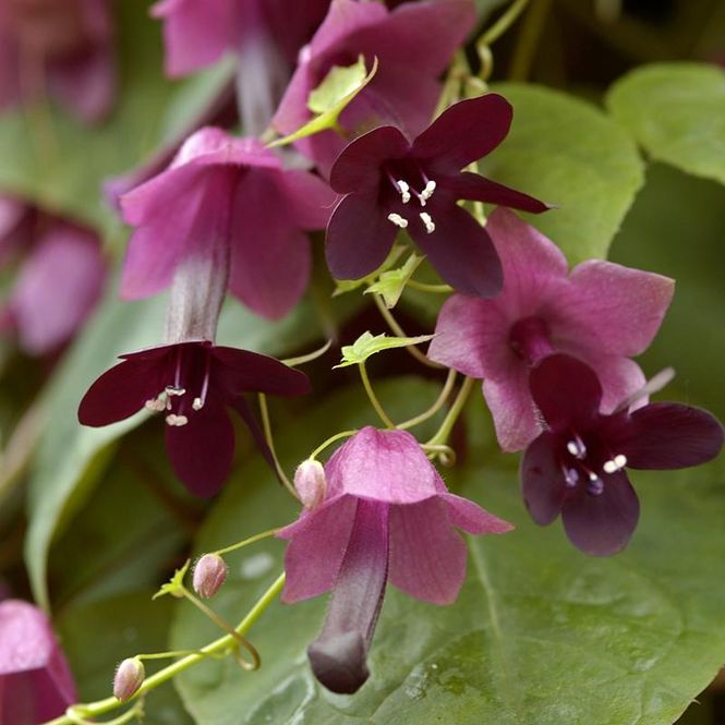 Hovedbilde Rhodochiton  Purple Bells -Frø- Blodbeger