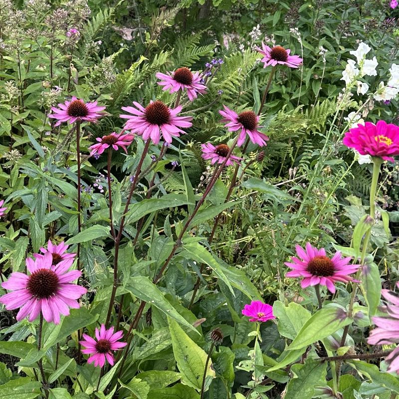 Echinacea/Rudbeckia purpurea Primadonna Deep Rose. Solhatt. -Frø-