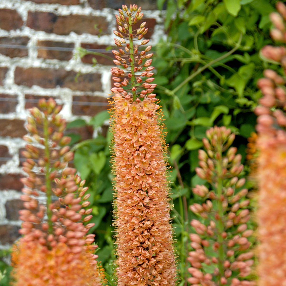 Eremurus Pinokkio. Kleopatras nål/kjempesteppelys  2 løk