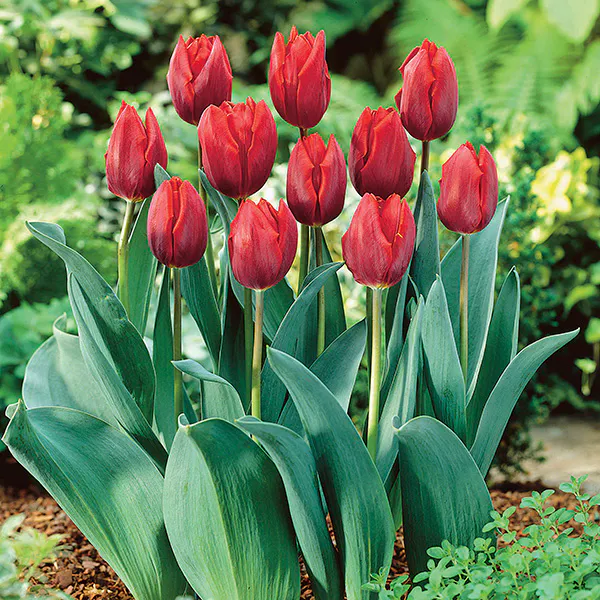 Hovedbilde Tulipan Couleur Cardinal - 10 løk