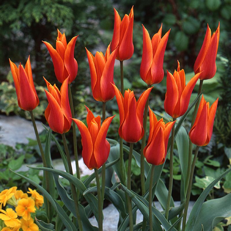 Tulipan Ballerina - 8 løk