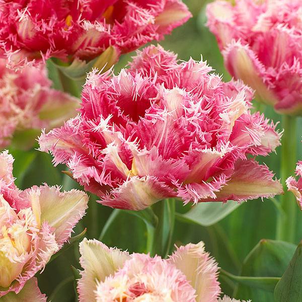 Bilde av Tulipan Cool Crystal - 6 løk
