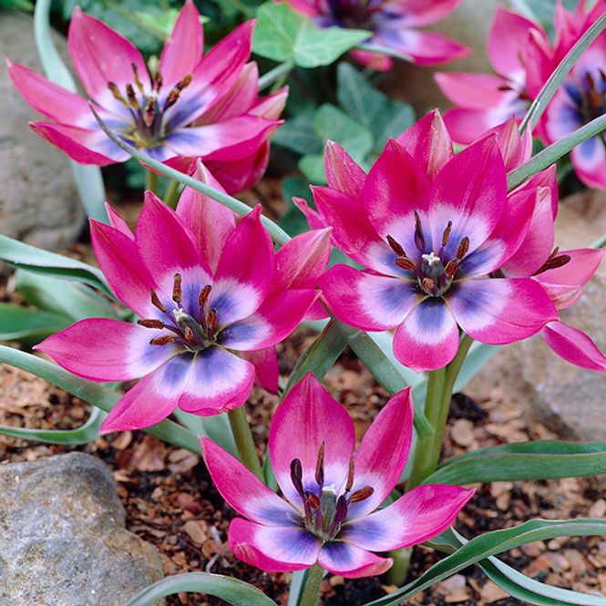 Hovedbilde Botanisk tulipan Little Beauty - 10 løk