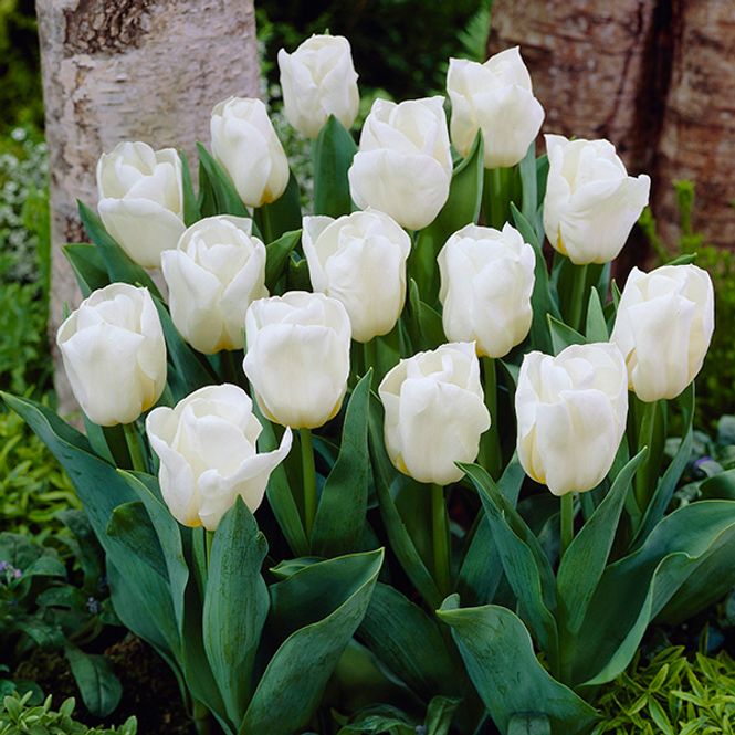 Hovedbilde Tulipan Calgary - 7 løk