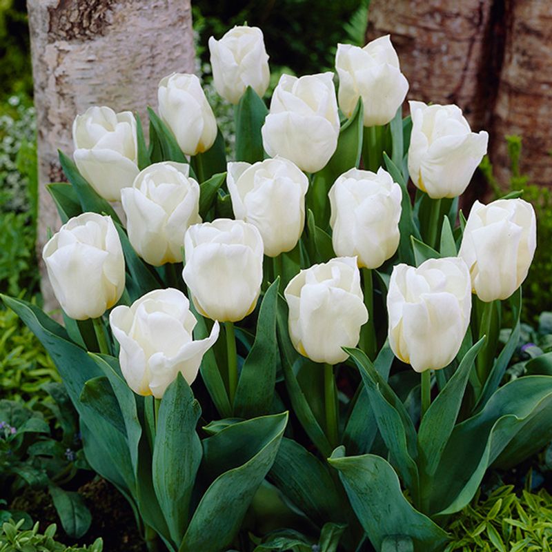 Tulipan Calgary - 7 løk
