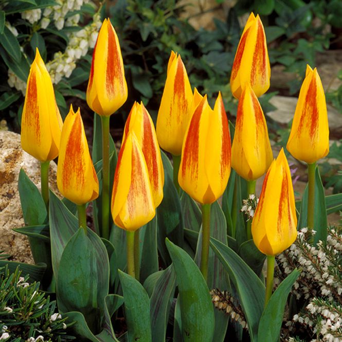 Hovedbilde Tulipan Giuseppe Verdi - 10 løk