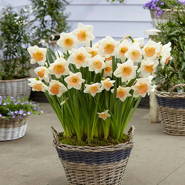 Bilde av Narsiss Peaches and Cream 5 løk - Nyhet!
