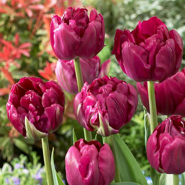 Bilde av Tulipan Royal Acres - 8 løk - Nyhet!