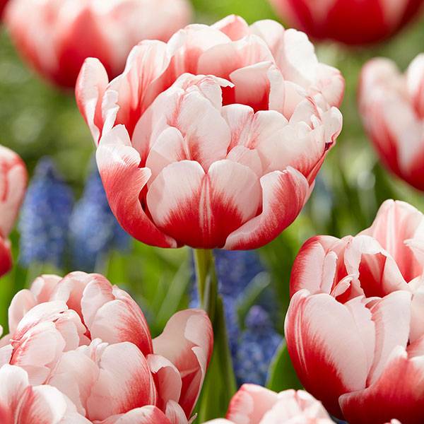 Bilde av Tulipa Voicemail - 8 løk